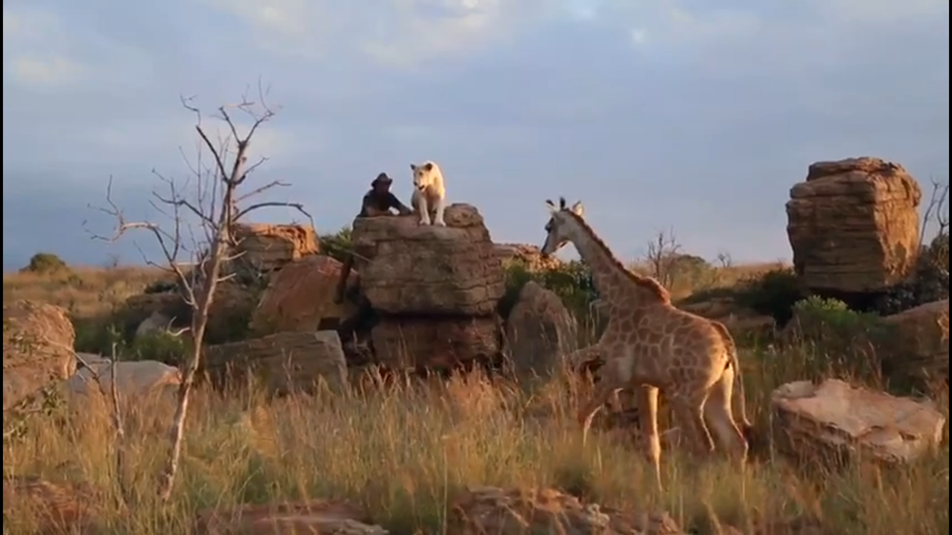 The Lion Mand, His Giraffe, And Lion